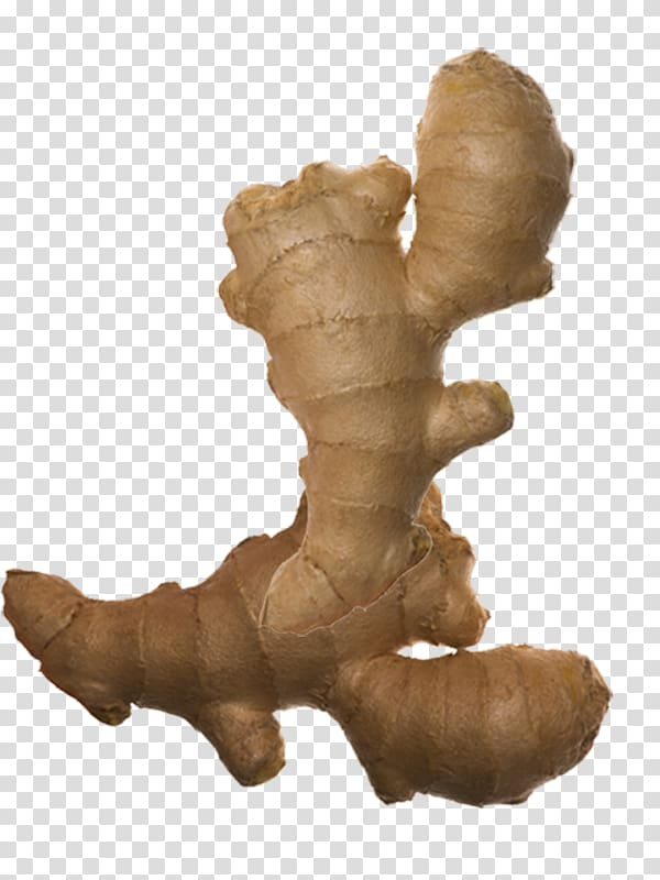 ginger rhizome clipart