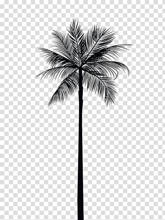 tree,palm,branch,wall,decal,coconut,leaf,tree branch,monochrome,palm tree,pine tree,painting,family tree,borassus flabellifer,no png for coconut trees,abziehtattoo,plant,printing,trees,tropic,no,nature,monochrome photography,arecales,autumn tree,black and white,christmas tree,coconut tree,coconut tree illustration,date palm,drawing,driftwood,frond,line,arecaceae,gold,palm branch,wall decal,black,png clipart,free png,transparent background,free clipart,clip art,free download,png,comhiclipart