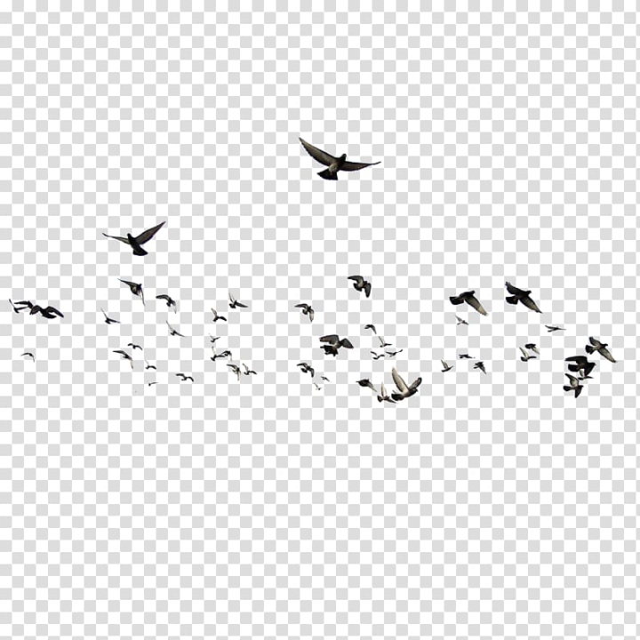 Free: Flight of birds, Bird , Dove Animal,Flocks of birds transparent  background PNG clipart 