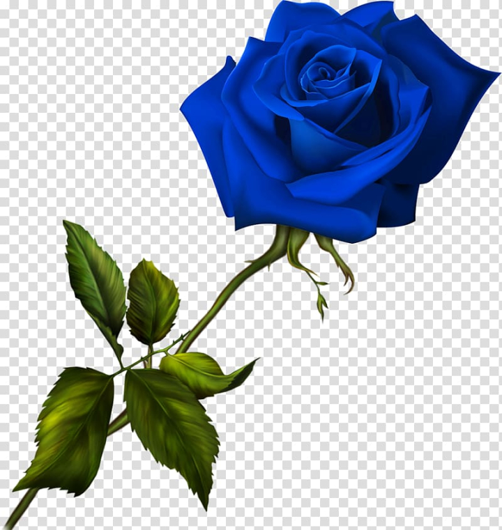 Free: Blue rose Flower Garden roses, blue rose transparent background PNG  clipart 