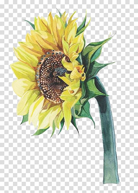 common,sunflower,watercolor,painting,flower arranging,artificial flower,sunflower seed,flower,flowers,daisy family,sunflowers,sunflower oil,watercolor sunflower,sunflower watercolor,sunflower seeds,sunflower border,watercolor sunflowers,plant,petal,oil painting,arumlily,botanical illustration,cut flowers,drawing,floral design,floristry,flower bouquet,flowering plant,yellow,common sunflower,watercolor painting,illustrator,illustration,png clipart,free png,transparent background,free clipart,clip art,free download,png,comhiclipart