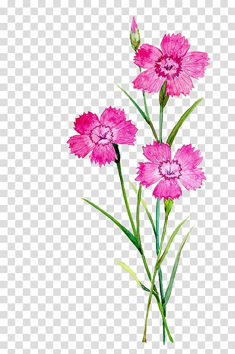 watercolor,painting,flowers,herbaceous plant,watercolor leaves,flower arranging,painted,hand,plant stem,illustrator,cartoon,magenta,paint,dahlia,watercolor flowers,watercolor flower,pink family,sweet  william,petal,plant,pink flower,pink,nature,hand painted,botanical illustration,cut flowers,decoration,dianthus,dianthus chinensis,dianthus superbus,flora,floral design,floristry,flower bouquet,flower vector,flowering plant,birth flower,carnation,flower,watercolor painting,illustration,petaled,png clipart,free png,transparent background,free clipart,clip art,free download,png,comhiclipart
