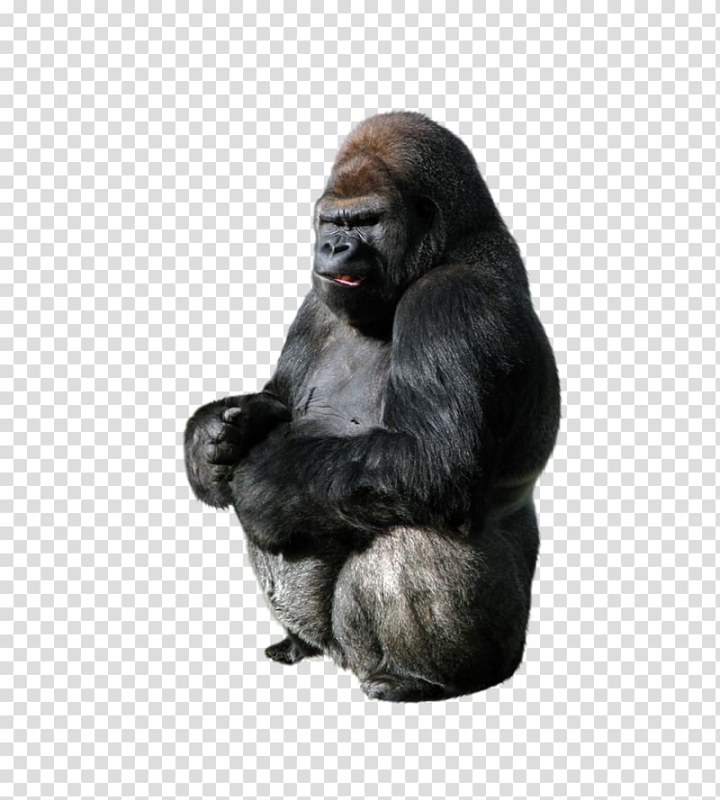 mammal,animals,encapsulated postscript,anger,farm animals,fur,great ape,mountain gorilla,3d animation,cute animals,animation,anime character,anime eyes,anime girl,character animation,chimpanzee,common chimpanzee,western gorilla,gorilla,ape,primate,animal,orangutan,png clipart,free png,transparent background,free clipart,clip art,free download,png,comhiclipart