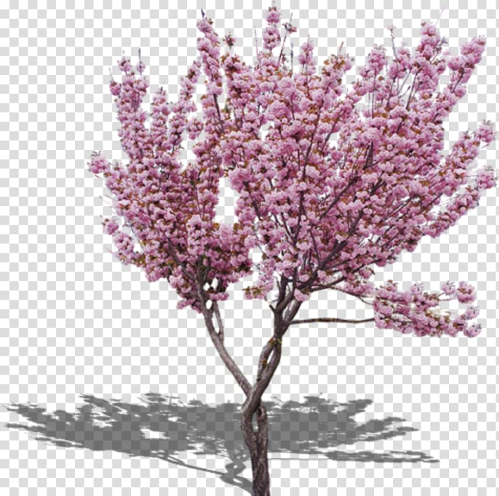 cherry,blossom,peach,tree,purple,violet,tree branch,branch,palm tree,pine tree,twig,flower,encapsulated postscript,lilac,fruit  nut,family tree,spring,rgb color model,trees,plant,pink,peach blossom,christmas tree,autumn tree,cherry blossom,peach tree,png clipart,free png,transparent background,free clipart,clip art,free download,png,comhiclipart