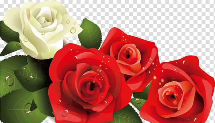 Download Birthday Message Red Rose Flowers Picture