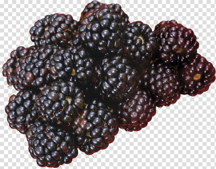 frutti,di,bosco,frutti di bosco,food,red raspberry,mulberry,superfood,digital image,zante currant,free,tayberry,rubus subgenus idaeobatus,rubus,rosaceae,blackberry png,red mulberry,raspberry,raspberries blackberries and dewberries,produce,boysenberry,loganberry,download  with transparent background,fruits,berry,blackberry,fruit,png clipart,free png,transparent background,free clipart,clip art,free download,png,comhiclipart