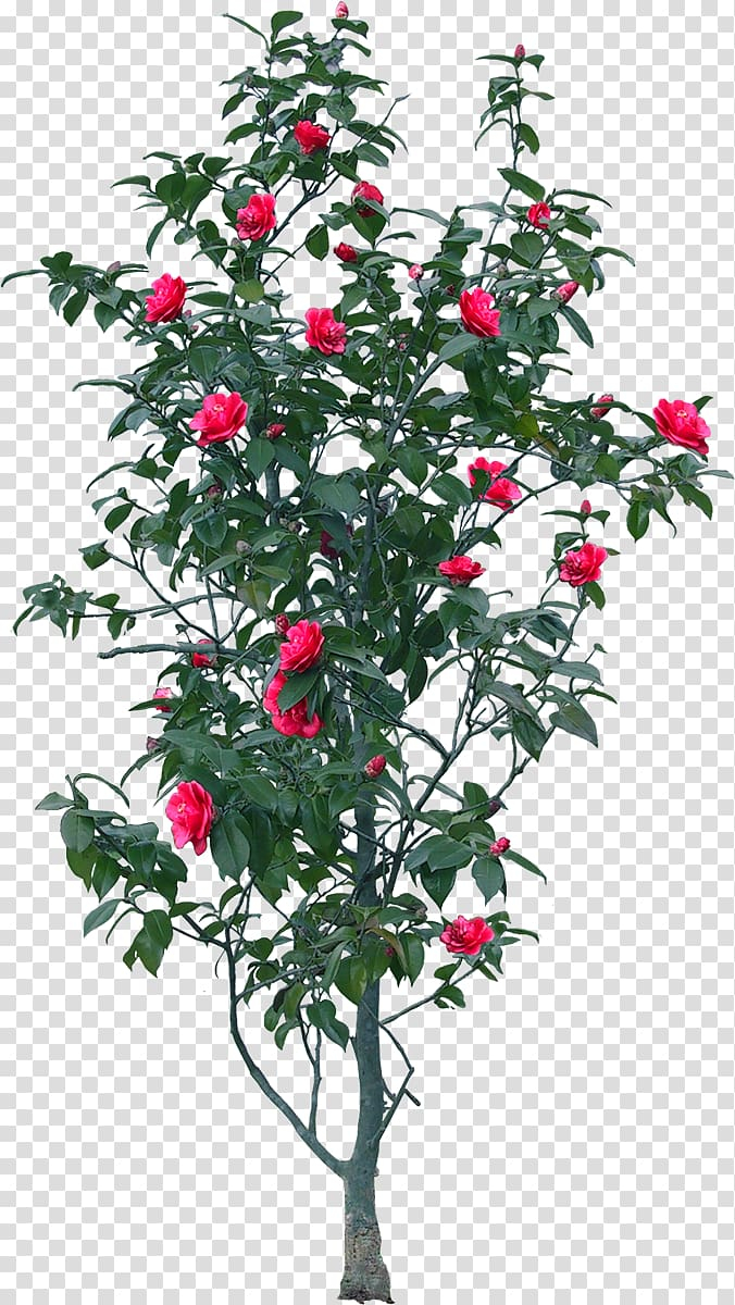 chinese,rose,chinese style,branch,christmas decoration,twig,encapsulated postscript,flowers,rose petal,garden,texture mapping,chinese lantern,roses,raster graphics,potted,plant,pixel,red rose,chinese new year,screenshot,shrub,trees,houseplant,holly,christmas,chinese border,christmas ornament,christmas tree,evergreen,fir,bonsai,flowering plant,flowerpot,aquifoliales,flowers and trees,green,aquifoliaceae,tree,flower,chinese rose,png clipart,free png,transparent background,free clipart,clip art,free download,png,comhiclipart