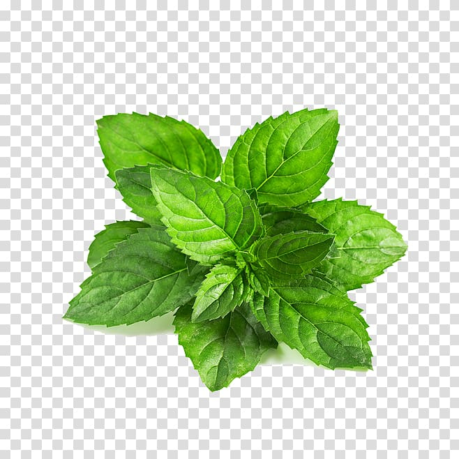 mentha,spicata,leaf,arvensis,green,mint,herbaceous plant,food,maple leaf,autumn leaf,leafs,seed,plant,mint leaves,nature,palm leaf,lemon basil,basil,catnip,extract,green leaf,herb,herbalism,lamiaceae,leaf and petals,lemon balm,spearmint,peppermint,mentha spicata,mentha arvensis,mint leaf,illustration,png clipart,free png,transparent background,free clipart,clip art,free download,png,comhiclipart