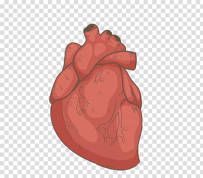 Free: Hand drawn human heart transparent background PNG clipart 