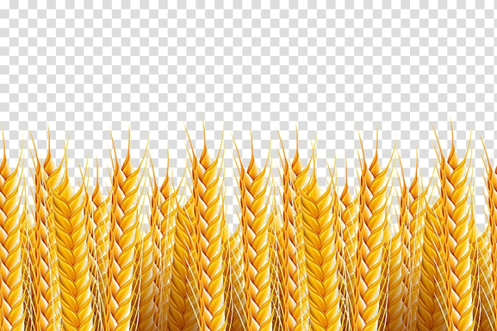background,frame,maple,food,leaf,sunflower,dining,material,royaltyfree,cereal,food grain,vector wheat,wheat field,technology,graphic design,sweet corn,yellow,wheat pattern,wheat logo,wheat grains,wheat flour,wheat background,vegetarian food,pictures,cartoon wheat,commodity,corn on the cob,drawing,encyclopedia,euclidean vector,fantasy,grain,grass family,life,life encyclopedia,maize,cereal germ,nature,autumn,wheat,stock photography,illustration,brown,leafed,plant,png clipart,free png,transparent background,free clipart,clip art,free download,png,comhiclipart