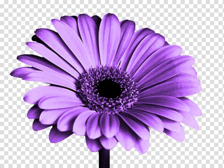 high,definition,television,k,resolution,chrysanthemums,violet,color,mobile phone,flower,magenta,daisy family,bloom,purple flowers,romantic,purple border,purple flower border,petal,purple background,purple smoke,purple flower,4k resolution,nature,highdefinition television,aster,chrysanthemum,chrysanths,cut flowers,desktop computer,display resolution,flowering plant,gerbera,widescreen,purple,high-definition television,5k resolution,png clipart,free png,transparent background,free clipart,clip art,free download,png,comhiclipart