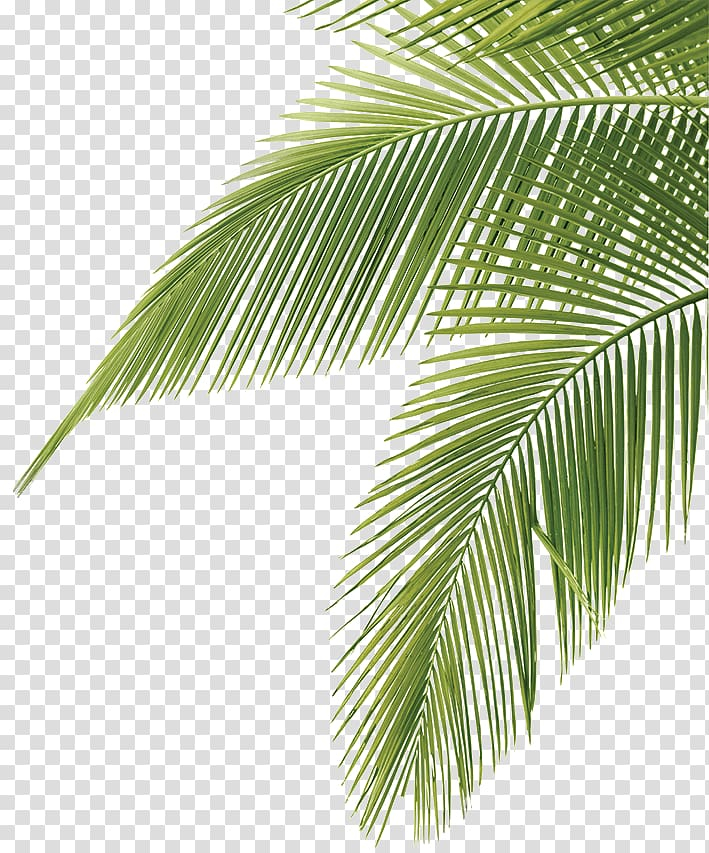 Free: Palm leaves , Arecaceae Leaf Frond , Coconut leaves green transparent  background PNG clipart 