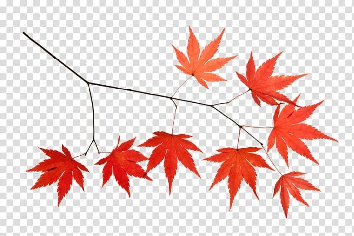 maple,leaf,branches,botany,branch,encapsulated postscript,object,autumn,material object,pattern,plant,products,red,resource,tree,twigs,vecteur,maple tree,maple leaves,autumn leaves,autumn scenery,designer,flowering plant,graphics,gratis,illustration,line,maple branches,woody plant,maple leaf,icon,png clipart,free png,transparent background,free clipart,clip art,free download,png,comhiclipart