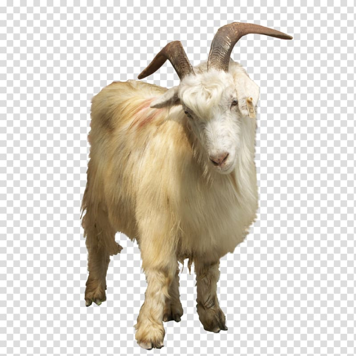 feral,goat,element,other,animals,cow goat family,fauna,snout,goats,lamb,sheep collection,caprinae,cattle,livestock,horn,goat family portrait,goat element,goat collection,computer icons,goat antelope,goat cheese,feral goat,sheep,animal,png clipart,free png,transparent background,free clipart,clip art,free download,png,comhiclipart