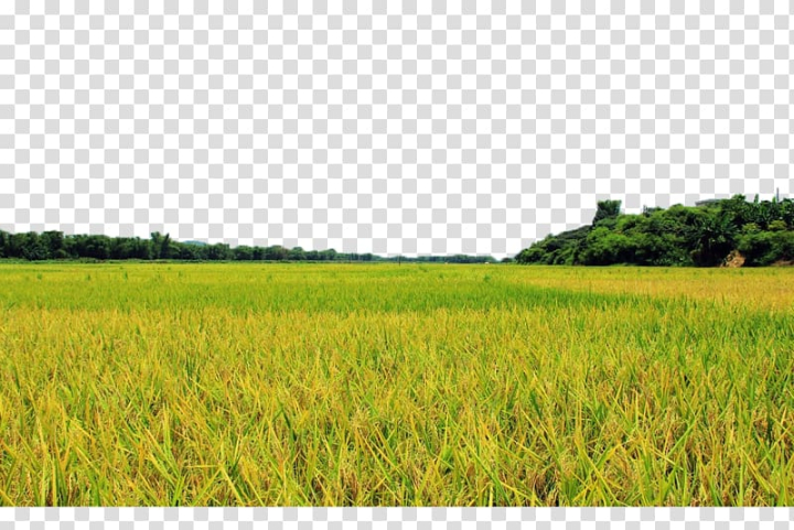 field,farm,golden,rice,fields,other,natural,harvest,paddy,grass,gold,agriculture,prairie,wheat,sky,paddy field,pasture,rice gadu,plain,plant,seedling,oryza sativa,autumn,commodity,computer icons,grass family,grassland,land lot,meadow,yellow,field farm,lawn,crop,energy,golden rice,rice fields,png clipart,free png,transparent background,free clipart,clip art,free download,png,comhiclipart
