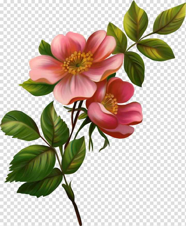 chinese,watercolor painting,branch,plant stem,rose order,peony,seed plant,stock photography,rose,rosa centifolia,rosa canina,rose family,plant,petal,nature,magnolia family,flowering plant,flower bouquet,cut flowers,computer icons,blossom,flower,png clipart,free png,transparent background,free clipart,clip art,free download,png,comhiclipart