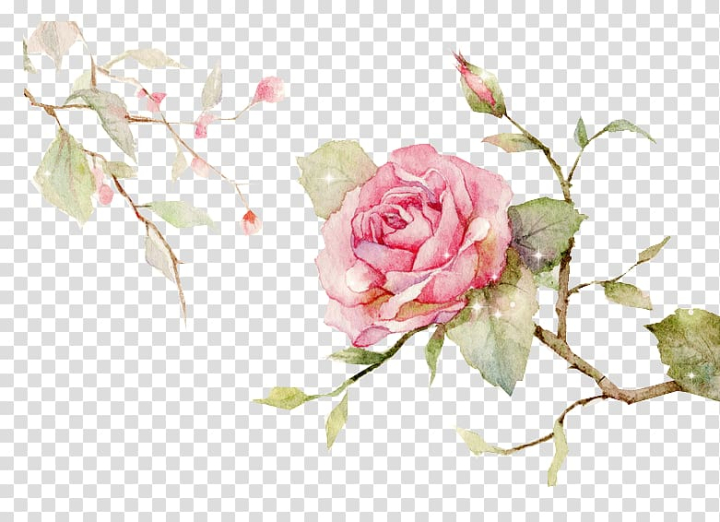 centifolia,roses,garden,floral,design,cut,flowers,flower,bouquet,style,hand,painted,watercolor painting,other,flower arranging,chinese style,artificial flower,computer wallpaper,happy birthday vector images,encapsulated postscript,rose order,peony,petal,pink,pink flower,plant,rosa centifolia,rose,rose family,watercolor flowers,watercolor flower,vector space,vector material,paint splash,designer,drawing,floristry,flower pattern,flower vector,flowering plant,blossom,hand painted,blade,garden roses,floral design,cut flowers,flower bouquet,chinese,png clipart,free png,transparent background,free clipart,clip art,free download,png,comhiclipart