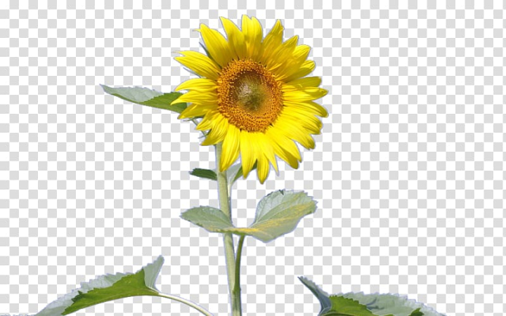 common,sunflower,seed,gold,flower,flowers,daisy family,sunflower oil,sunflowers,sunflower watercolor,watercolor sunflower,sunflower yellow,sunflower seeds,watercolor sunflowers,yellow,sunflower border,smile,flowering plant,gratis,kuaci,nice,nice sunflower,petal,plant,yellow sunflower,common sunflower,sunflower seed,png clipart,free png,transparent background,free clipart,clip art,free download,png,comhiclipart