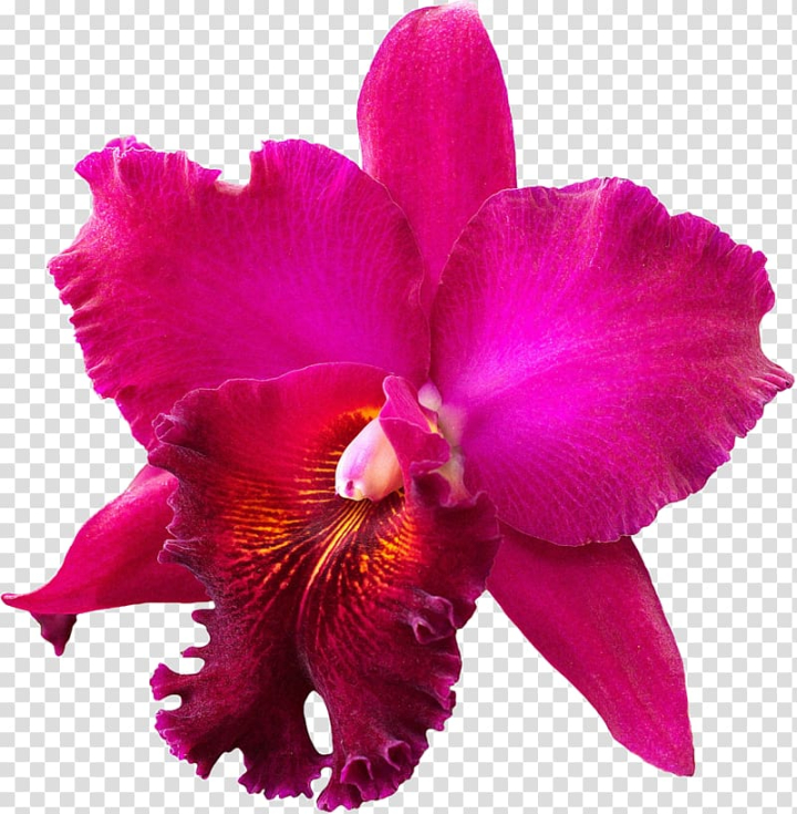 Free: Crimson Cattleya Christmas orchid Orchids , orquideas transparent  background PNG clipart - nohat.cc