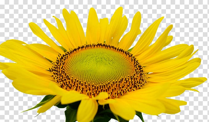 common,sunflower,sunflower seed,flower,sunlight,daisy family,sunflowers,sunflower watercolor,watercolor sunflower,watercolor sunflowers,transvaal daisy,sunflower seeds,sunflower border,designer,flowering plant,information,nature,petal,pollen,sun,yellow,common sunflower,sunshine,png clipart,free png,transparent background,free clipart,clip art,free download,png,comhiclipart