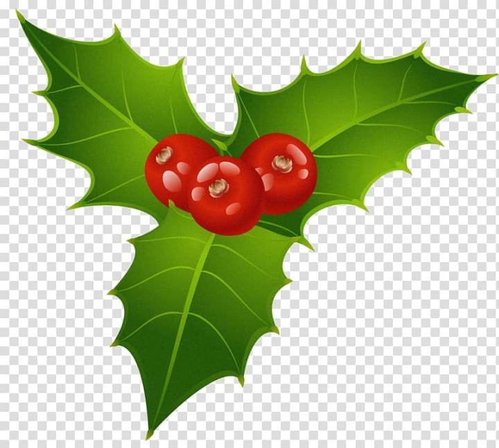 christmas,common,holly,candy,cane,three,red,cherries,leaf,fruit,viscum,tree,plant,phoradendron tomentosum,aquifoliaceae,flowering plant,christmas tree,christmas mistletoe,christmas clipart,aquifoliales,xmas clipart,mistletoe,christmas common,common holly,candy cane,art - christmas,png clipart,free png,transparent background,free clipart,clip art,free download,png,comhiclipart