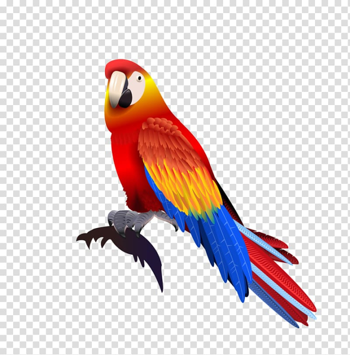 Illustration Parrot