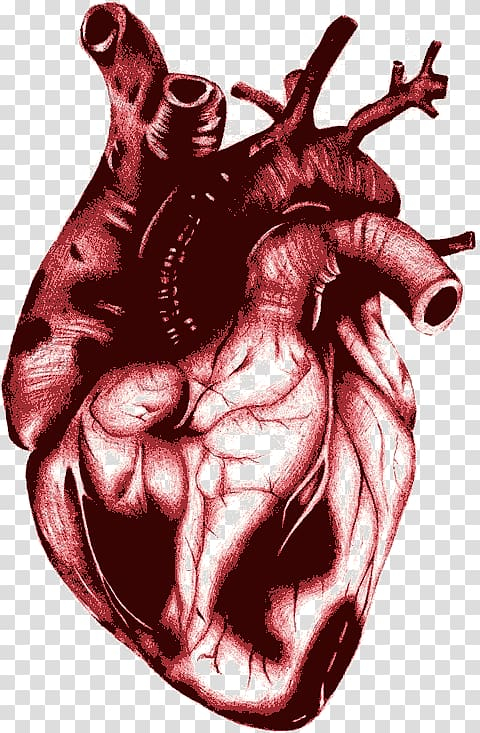 Heart Blood PNG Transparent Images Free Download