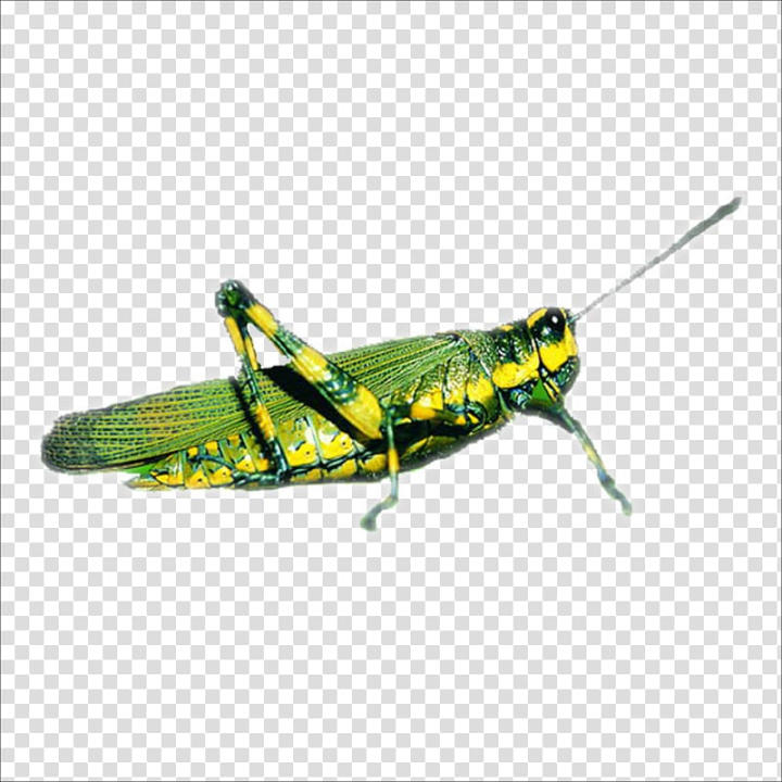 Grasshopper Clipart Invertebrate Grasshopper Invertebrate Transparent My Xxx Hot Girl