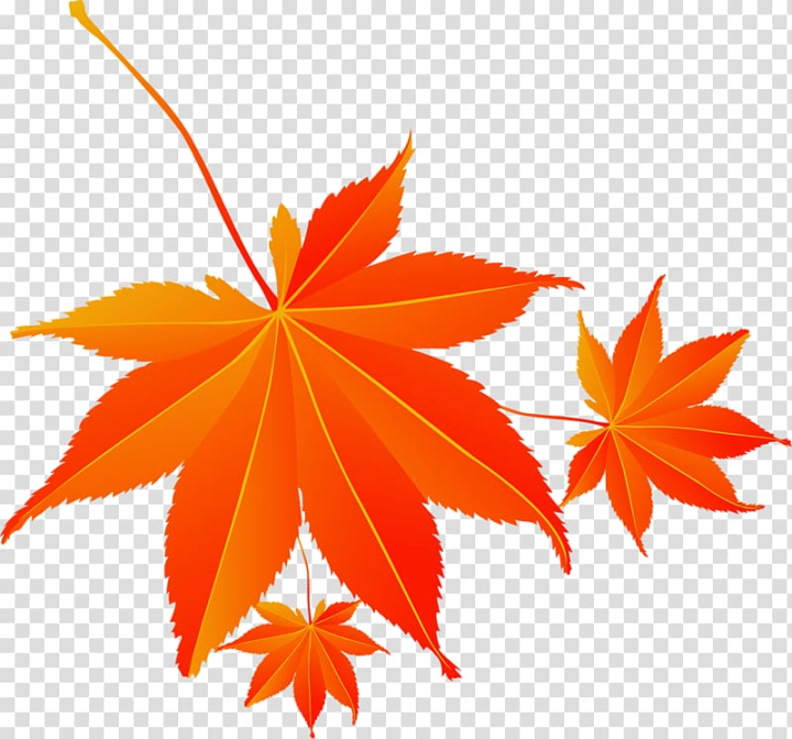 maple,leaf,cartoon,red,autumn,electricity,supplier,maple leaf,orange,poster,gold,red ribbon,search engine,plant,pixel,red curtain,raster graphics,nature,autumn leaves,flowering plant,google images,green leaf,leaf and petals,line,tree,png clipart,free png,transparent background,free clipart,clip art,free download,png,comhiclipart