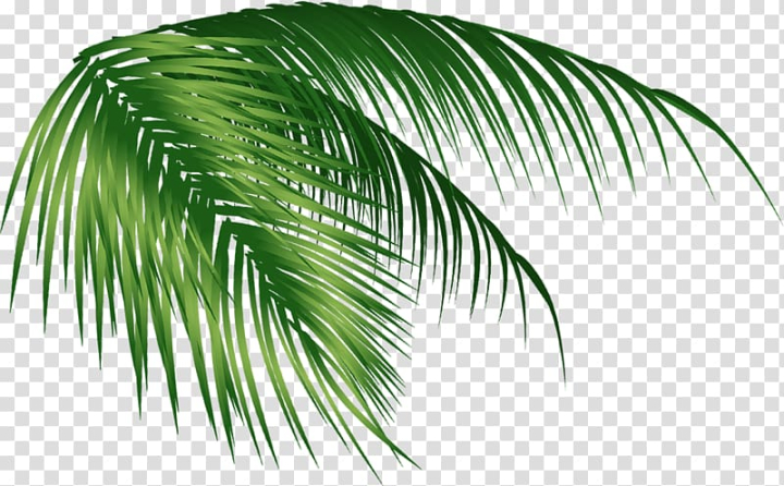 coconut tree leaves