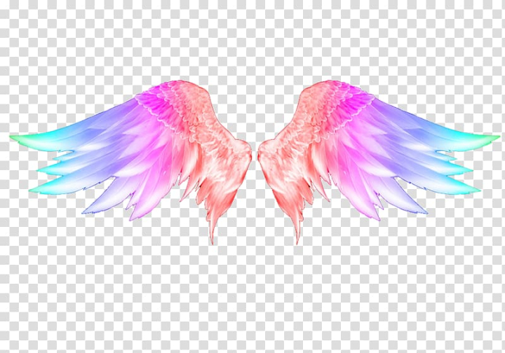 wing,angel,wings,orange,purple,blue,illustration,color splash,painted,hand,color pencil,symmetry,computer wallpaper,color,colors,magenta,angel wing,angel vector,pink,snowflake art,line,hand painted,graphic design,angel wings,animation,camera,color smoke,colorful vector,android,fantasy,wings vector,snowflake,feather,colorful,png clipart,free png,transparent background,free clipart,clip art,free download,png,comhiclipart