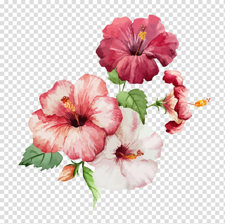 Pink Hibiscus Flower Realistic Illustration Drawing