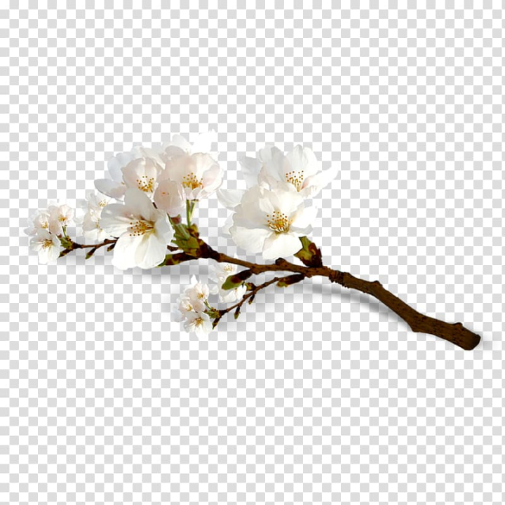 national,cherry,blossom,festival,blossoms,branch,twig,encapsulated postscript,flowers,cherry tree,pink cherry blossoms,spring,pink,petal,plant,printing,tree,peach blossom,nature,cerasus,cherry blossom,floral design,adobe illustrator,vecteur,national cherry blossom festival,flower,cherry blossoms,white,png clipart,free png,transparent background,free clipart,clip art,free download,png,comhiclipart