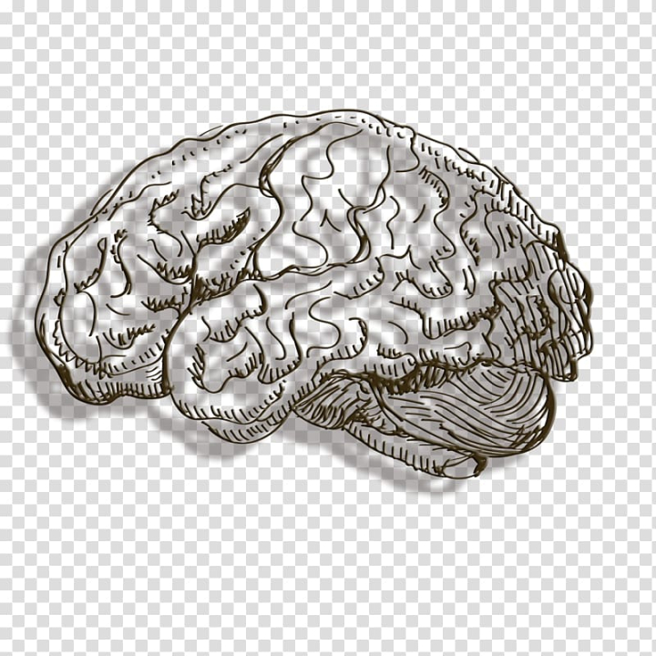 human,brain,line,abstract lines,lines,encapsulated postscript,metal,line border,search engine,line art,homo sapiens,euclidean vector,dotted line,curved lines,agy,adobe illustrator,silver,human brain,cerebrum,png clipart,free png,transparent background,free clipart,clip art,free download,png,comhiclipart