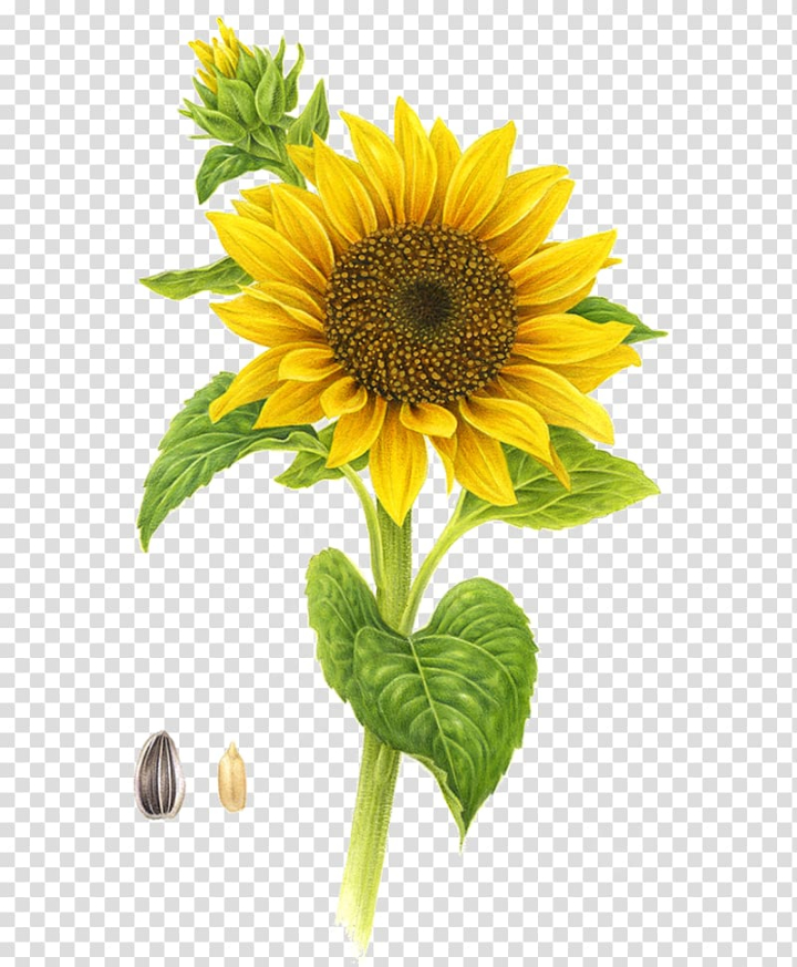 common,sunflower,image file formats,sunflower seed,flower,flowers,daisy family,simulation,sunflowers,sunflower oil,sunflower watercolor,watercolor sunflower,sunflower seeds,watercolor sunflowers,sunflower border,plant,greenery,flowering plant,euclidean vector,cut flowers,common sunflower,yellow,illustration,png clipart,free png,transparent background,free clipart,clip art,free download,png,comhiclipart