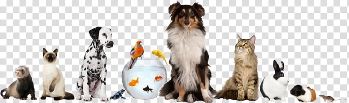 pet,sitting,dog,daycare,animals,mammal,carnivoran,paw,dog like mammal,wildlife,animal,shoe,tail,feather,pet taxi,pet shop,pet food,veterinarian,kennel,animal figure,animal shelter,animal welfare,beak,canidae,dog grooming,fur,wing,pet sitting,dog daycare,cat,png clipart,free png,transparent background,free clipart,clip art,free download,png,comhiclipart