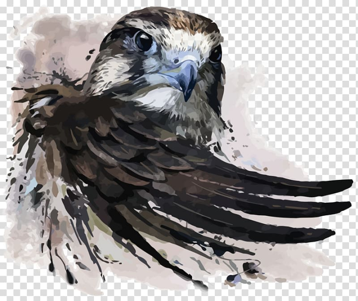 watercolor,painting,hand,bald eagle,fauna,happy birthday vector images,wildlife,owl,cartoon,bird,feather,eagle head,royaltyfree,peregrine falcon,stock photography,painted eagle,vector eagle,hawk,golden eagle,beak,bird of prey,birds,common kestrel,drawing,eagle line art,eagle logo,eagle wings,eagles,wing,watercolor painting,falcon,illustration,eagle,png clipart,free png,transparent background,free clipart,clip art,free download,png,comhiclipart