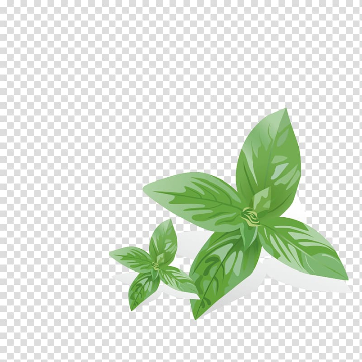 mentha,spicata,euclidean,mint,leaves,watercolor leaves,leaf,class,banana leaves,grass,fall leaves,leaves pattern,cartoon,palm leaves,water,plant,nature,mint vector,leaving,leaves vector,element,herb,green,autumn leaves,mentha spicata,euclidean vector,mint leaves,png clipart,free png,transparent background,free clipart,clip art,free download,png,comhiclipart