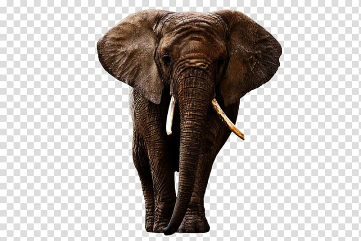 indian,elephant,african,forest,mammal,animals,wildlife,terrestrial animal,cute elephant,snout,royaltyfree,animal,baby elephant,watercolor elephant,thai elephant,wild animals,stockxchng,wild,pachydermata,elephants and mammoths,elephants,elephant watercolor,elephant vector,asian elephant,african elephant,indian elephant,african forest elephant,elephant - elephant,brown,illustration,png clipart,free png,transparent background,free clipart,clip art,free download,png,comhiclipart