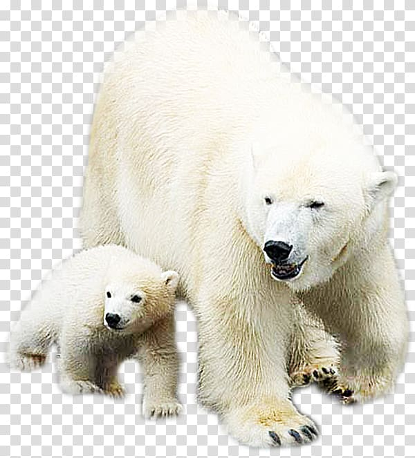 polar,bear,animal,mammal,animals,carnivoran,black white,terrestrial animal,snout,cuteness,rgb color model,teddy bear,3d animation,white flower,lovely,fond blanc,concepteur,anime girl,anime character,white smoke,polar bear,white,png clipart,free png,transparent background,free clipart,clip art,free download,png,comhiclipart