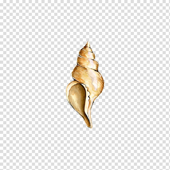 digital,conch,watercolor painting,cartoon,snails and slugs,queen conch,conch shell,conchs,watercolor,cartoon conch,seashore conch,seabed,sea snail,sea conch,sea,nature,items,ice cream cone,conch blowing,body jewelry,seashell,digital image,png clipart,free png,transparent background,free clipart,clip art,free download,png,comhiclipart