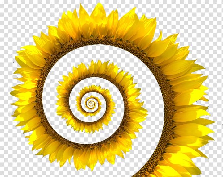 common,sunflower,seed,cloud,flower,helix,flowers,daisy family,sunflowers,sunflower oil,sunflower watercolor,watercolor sunflower,sunflower seeds,sunflower border,watercolor sunflowers,circle,sky,closeup,creative,flowering plant,fractal,organism,petal,rotation,yellow,common sunflower,spiral,stock photography,sunflower seed,white,png clipart,free png,transparent background,free clipart,clip art,free download,png,comhiclipart