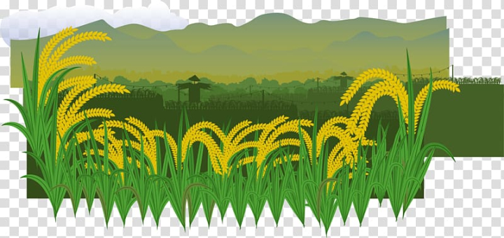 euclidean,paddy,field,grass,rice paddy,lawn,agriculture,encapsulated postscript,fields,rice field,wheat field,rural,plant,paddy vector,rural farmland,soccer field,oryza sativa,nature,commodity,countryside,farmland,field vector,football field,grass family,green,meadow,yellow,euclidean vector,paddy field,rice,illustration,animated,rive,wheat,png clipart,free png,transparent background,free clipart,clip art,free download,png,comhiclipart