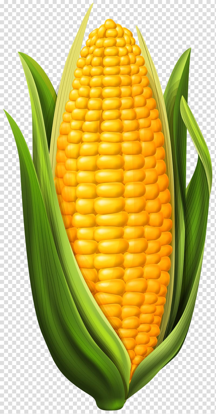 corn,cob,natural foods,food,candy corn,fruit,vegetables,food grain,vegetable,sweet corn,produce,commodity,ingredient,computer icons,corn kernels,drawing,vegetarian food,corn on the cob,maize,yellow,illustration,png clipart,free png,transparent background,free clipart,clip art,free download,png,comhiclipart
