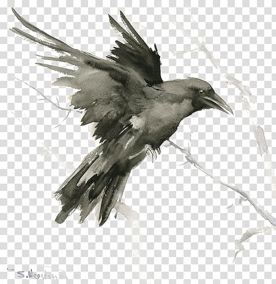 Flying Crow Bird Ink Watercolor Drawing Stock Illustration 2076008269 |  Shutterstock
