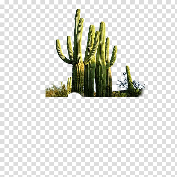 Cactaceae, cactus flower, cactaceae, grass, cactus png