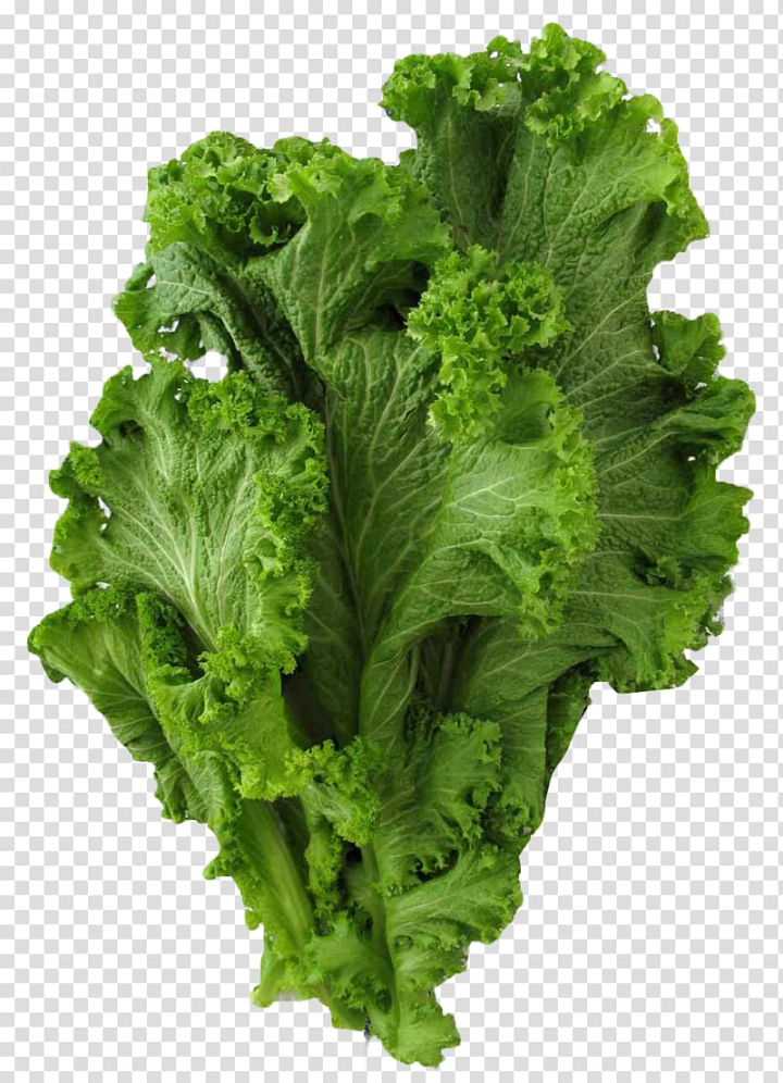 brassica,juncea,mustard,collard,greens,leaf vegetable,food,leaf,cabbage,vegetables,superfood,spring greens,cabbage family,sarson da saag,romaine lettuce,red leaf lettuce,rapini,produce,mustard plant,broccoli,eruca sativa,green,herb,kale,lettuce,vegetarian food,brassica juncea,vegetable,collard greens,mustard greens,png clipart,free png,transparent background,free clipart,clip art,free download,png,comhiclipart