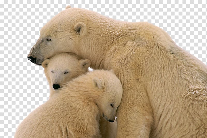 web,banner,mammal,animals,carnivoran,terrestrial animal,snout,animal,family,arctic,sagittarius,snow bear,teddy bear,american black bear,polar bear,polar,flickr,youtube,facebook,bear,web banner,button,snow,two,cubs,png clipart,free png,transparent background,free clipart,clip art,free download,png,comhiclipart