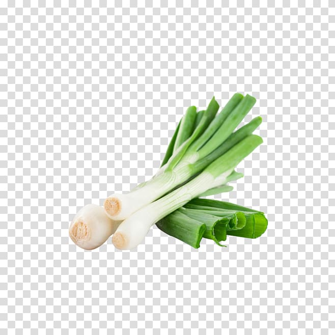 onion,allium,fistulosum,green,onions,food,grass,green apple,leek,green tea,vegetables,shallot,salad,produce,red onion,green leaf,green grass,green energy,chives,background green,welsh onion,vegetable,scallion,allium fistulosum,green onions,png clipart,free png,transparent background,free clipart,clip art,free download,png,comhiclipart