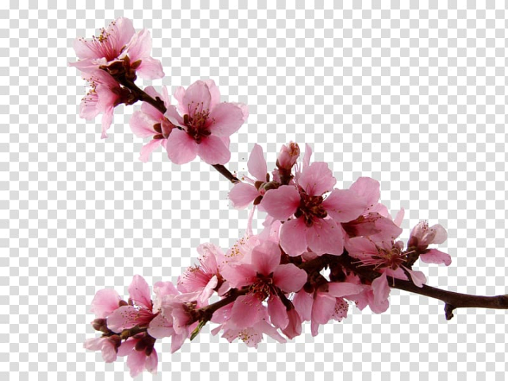 Free: Pink flowers illustration, National Cherry Blossom Festival, Cherry  blossoms transparent background PNG clipart - nohat.cc